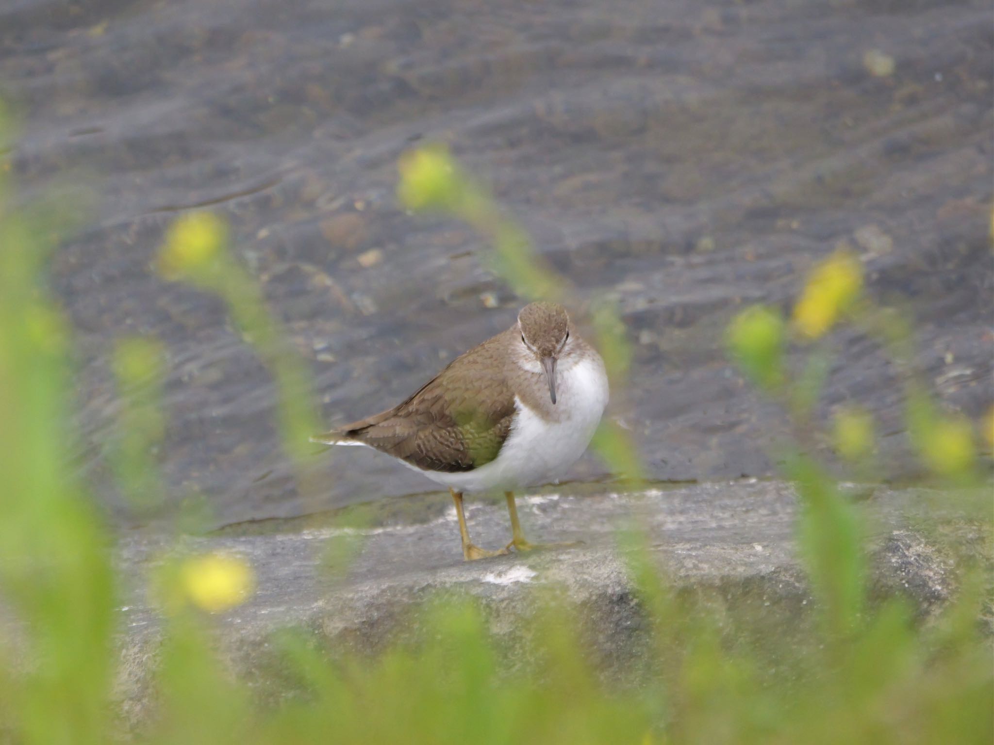 Photo of Common Sandpiper at 静岡市 by Toshi