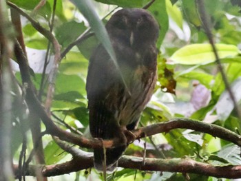 Mottled Owl San Gerardo De Dota (Costa Rica) Sun, 2/11/2024