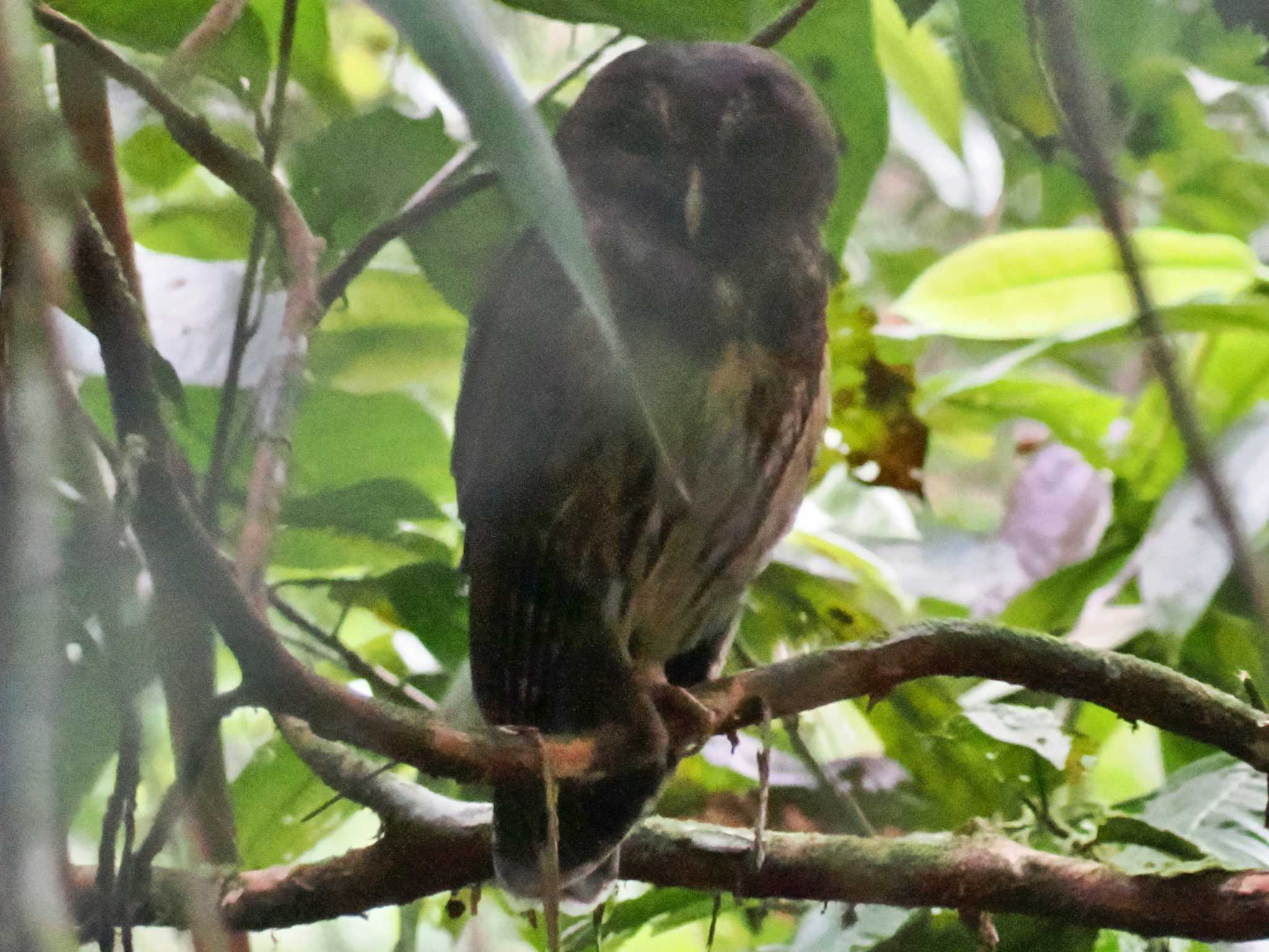 Photo of Mottled Owl at San Gerardo De Dota (Costa Rica) by 藤原奏冥