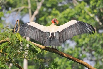 King Vulture Miriam's Quetzals(Costa Rica) Sat, 2/10/2024