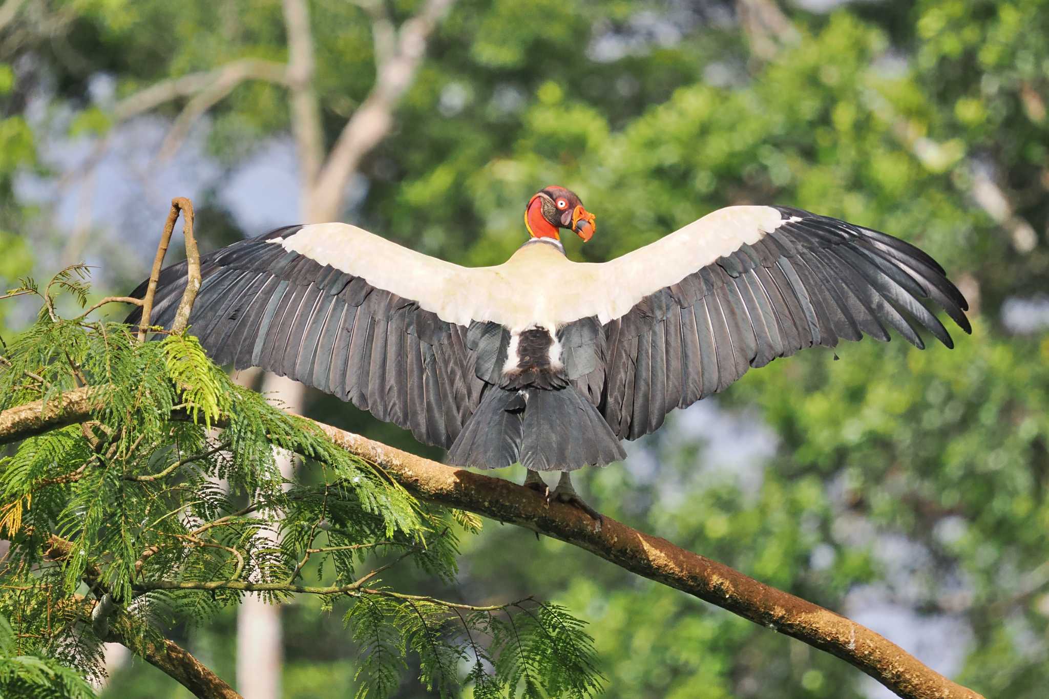 Photo of King Vulture at Miriam's Quetzals(Costa Rica) by 藤原奏冥