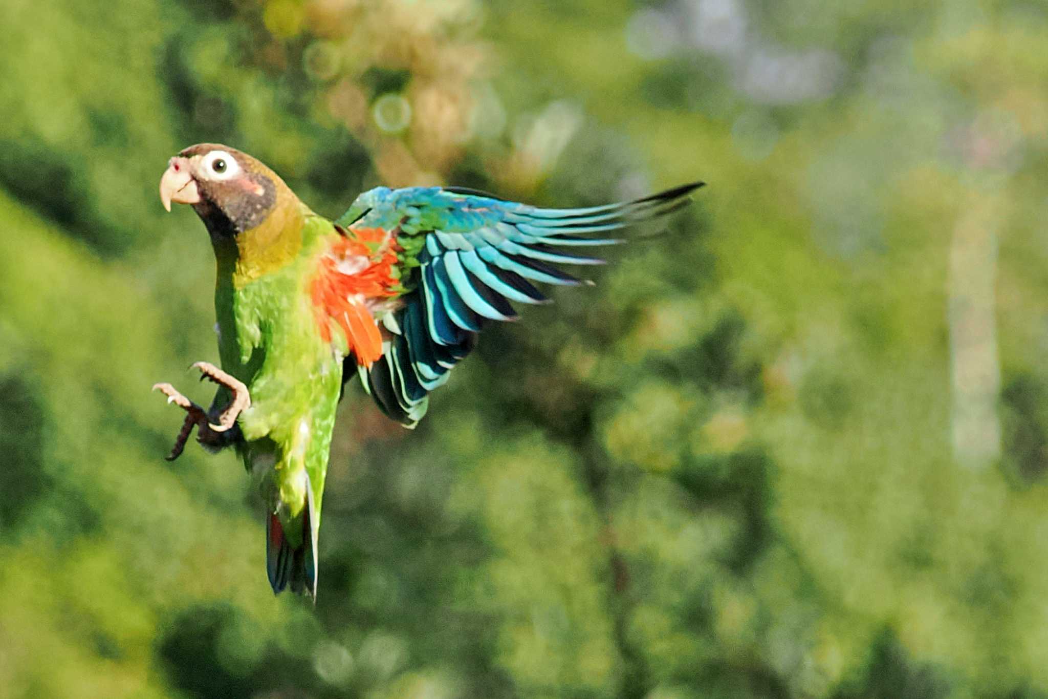 San Gerardo De Dota (Costa Rica) アカミミインコの写真 by 藤原奏冥