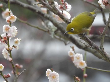 Tue, 2/20/2024 Birding report at Kyoto Gyoen
