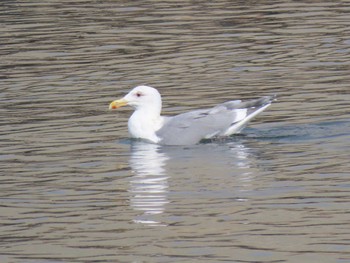 Glaucous-winged Gull 志津川湾 Thu, 2/15/2024