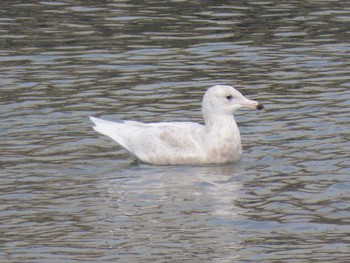 Glaucous Gull 志津川湾 Thu, 2/15/2024