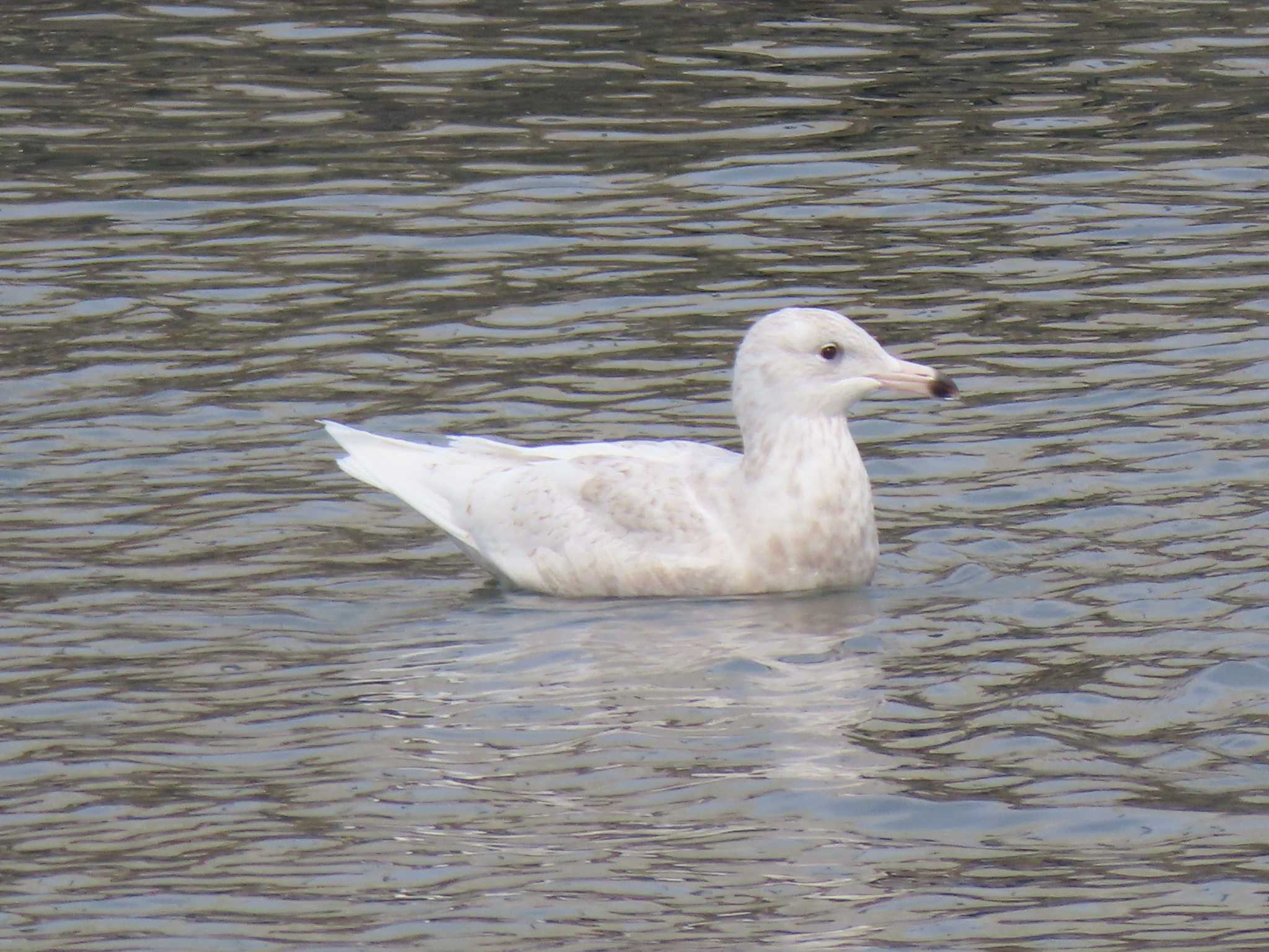 Glaucous Gull