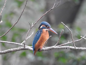 Common Kingfisher Unknown Spots Tue, 2/20/2024