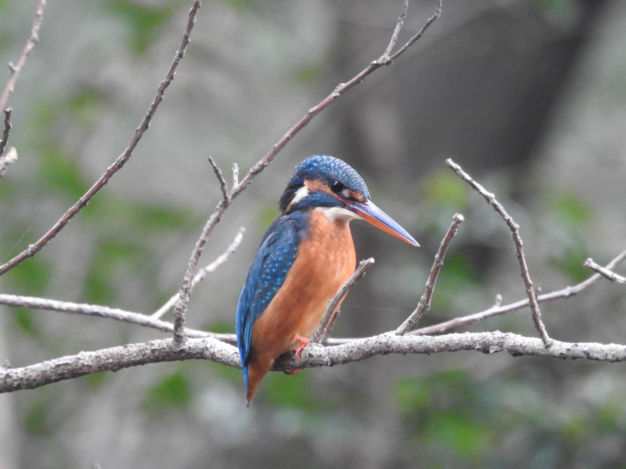 Photo of Common Kingfisher at  by H U ～