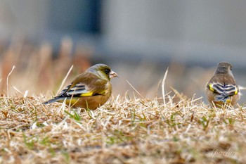 カワラヒワ 新横浜公園 2024年2月18日(日)