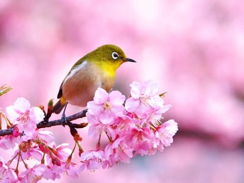 Warbling White-eye Yoyogi Park Tue, 2/20/2024