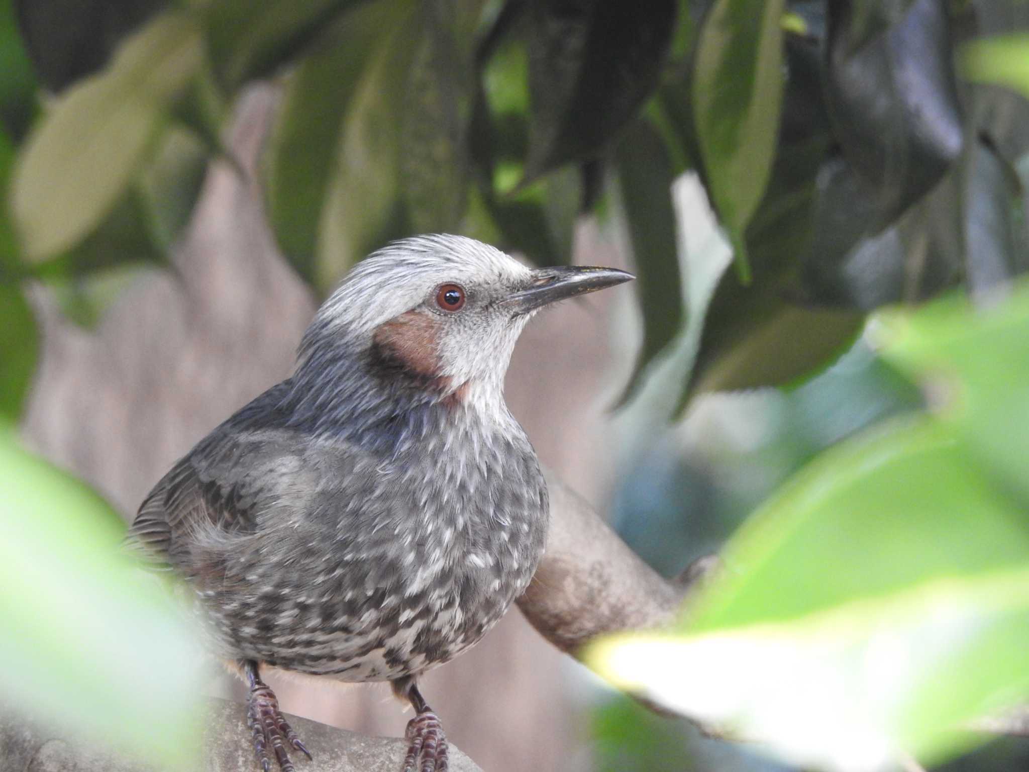 Photo of Brown-eared Bulbul at  by H U ～