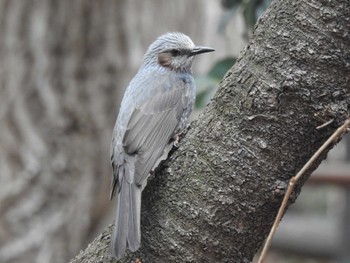 Brown-eared Bulbul Unknown Spots Tue, 2/20/2024