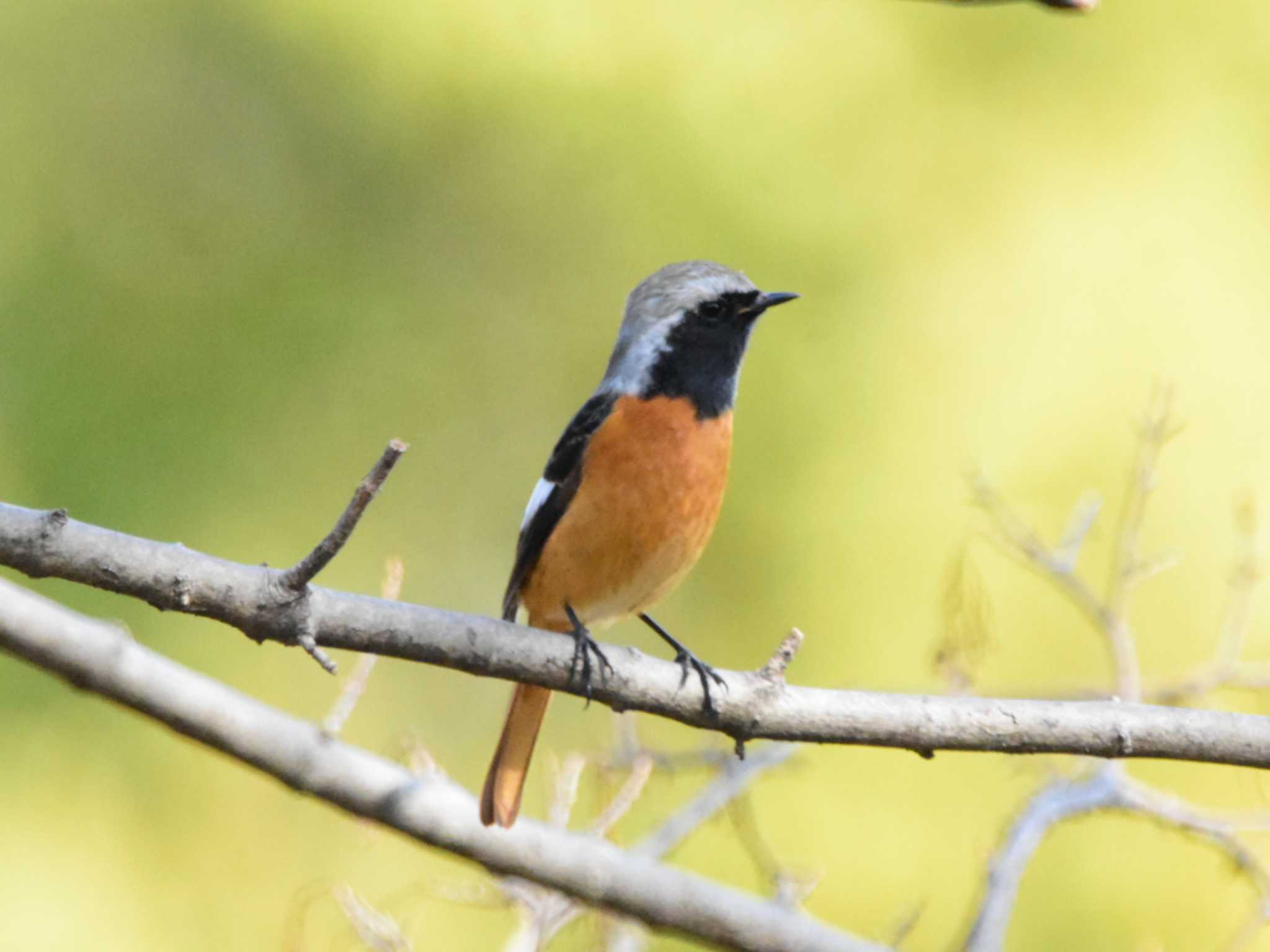 Daurian Redstart