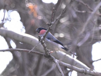 2024年2月20日(火) 秋ヶ瀬公園の野鳥観察記録