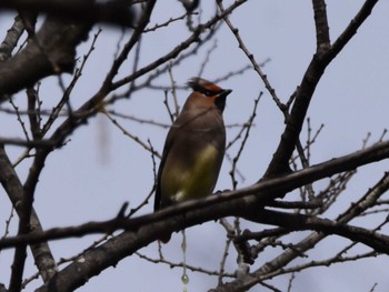 2024年2月20日(火) 彩湖の野鳥観察記録