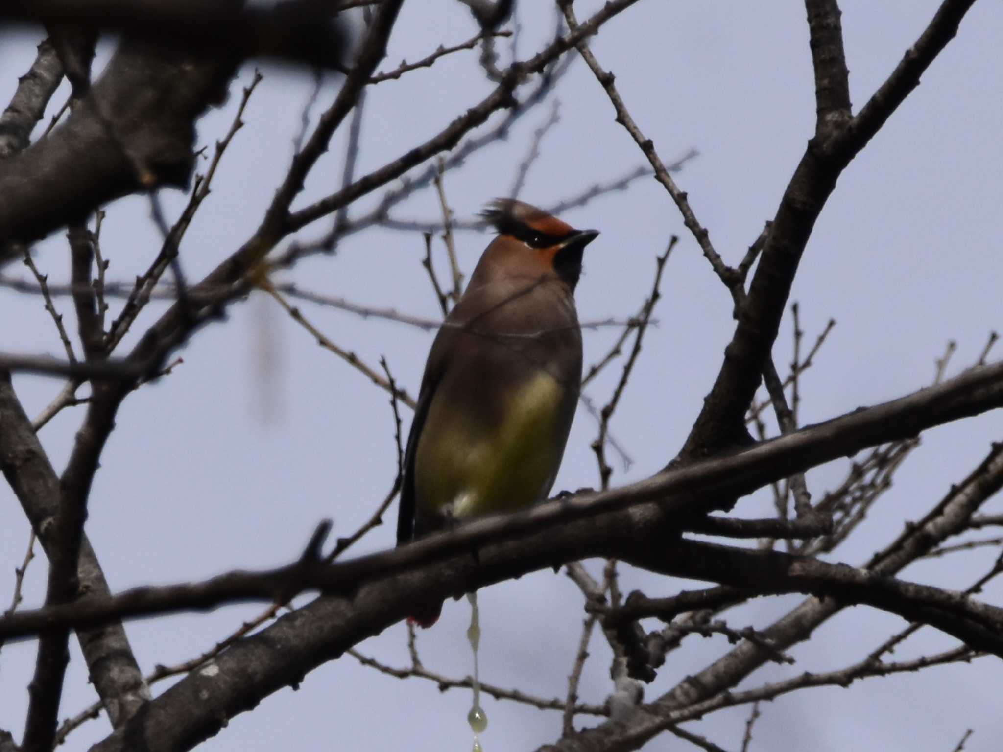 Japanese Waxwing