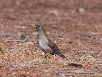 Pale Thrush Akigase Park Tue, 2/20/2024