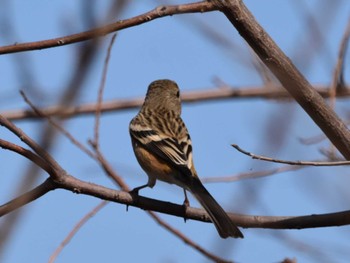 Siberian Long-tailed Rosefinch 彩湖 Tue, 2/20/2024