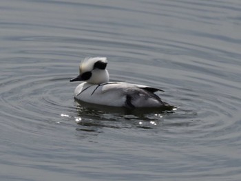 Smew 彩湖 Tue, 2/20/2024