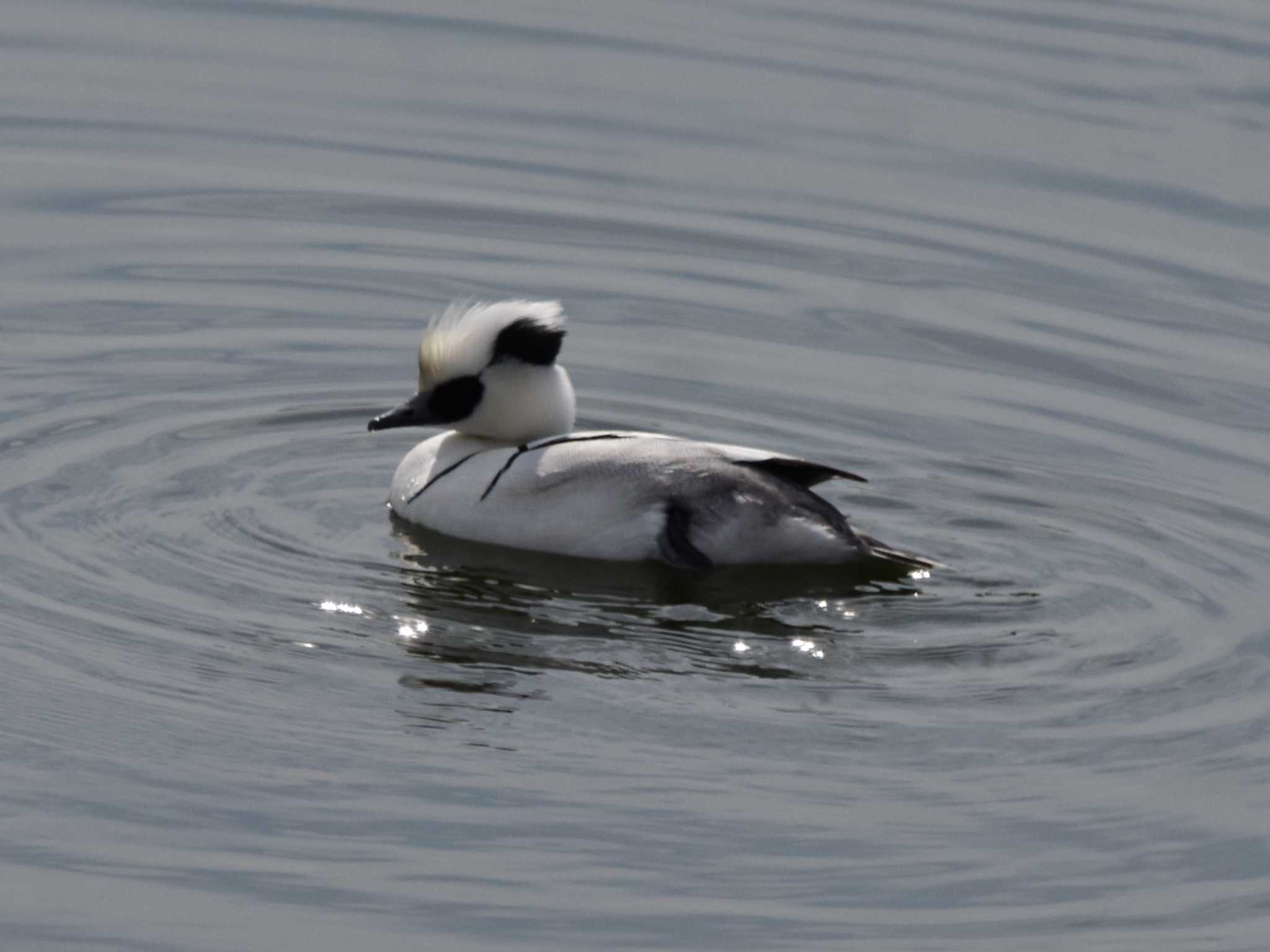 Smew