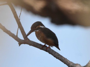 Common Kingfisher 彩湖 Tue, 2/20/2024