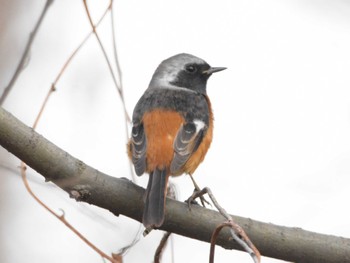 Daurian Redstart Akigase Park Tue, 2/20/2024