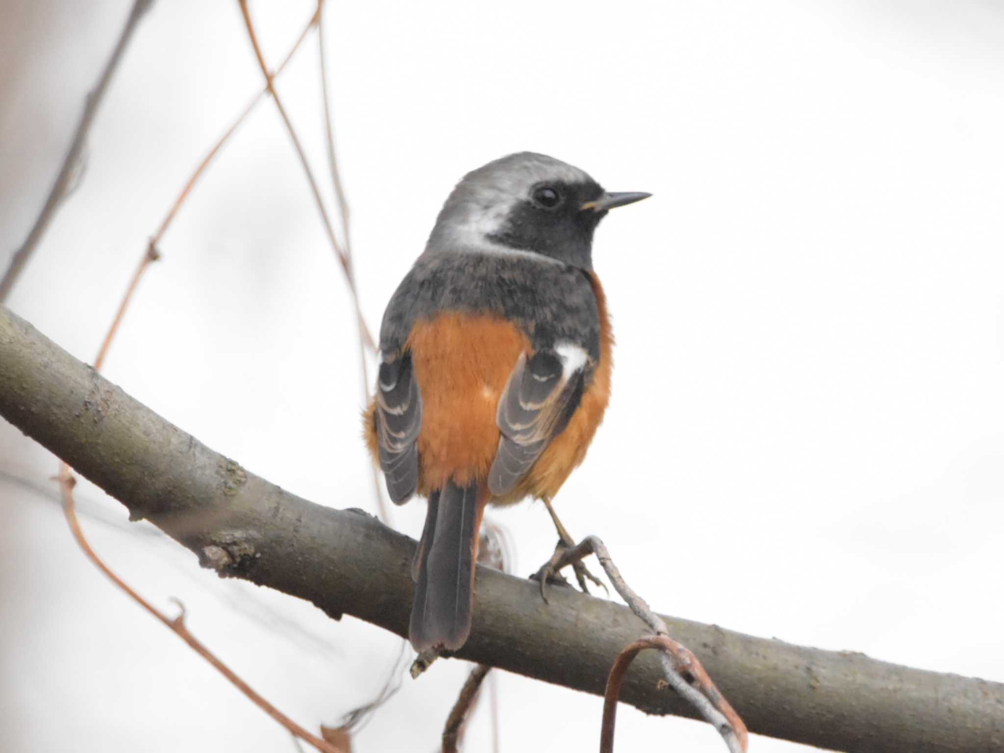 Photo of Daurian Redstart at Akigase Park by 漆黒の追跡者