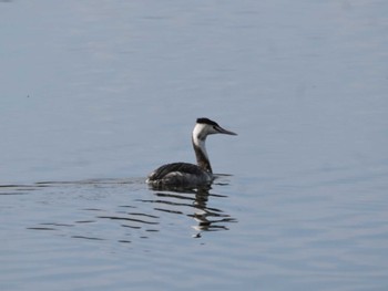 Great Crested Grebe 彩湖 Tue, 2/20/2024