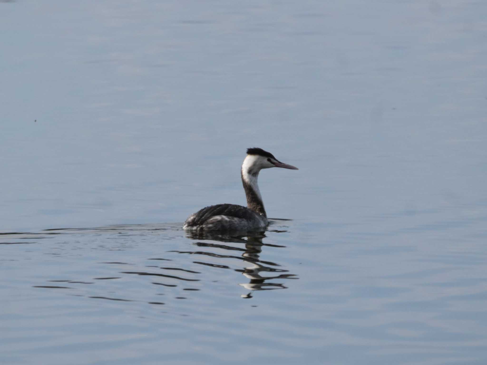 Photo of Great Crested Grebe at 彩湖 by 漆黒の追跡者