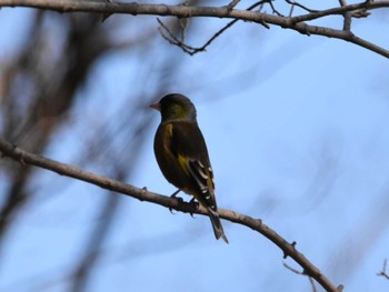 Grey-capped Greenfinch Akigase Park Tue, 2/20/2024