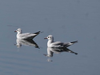 Black-headed Gull 彩湖 Tue, 2/20/2024