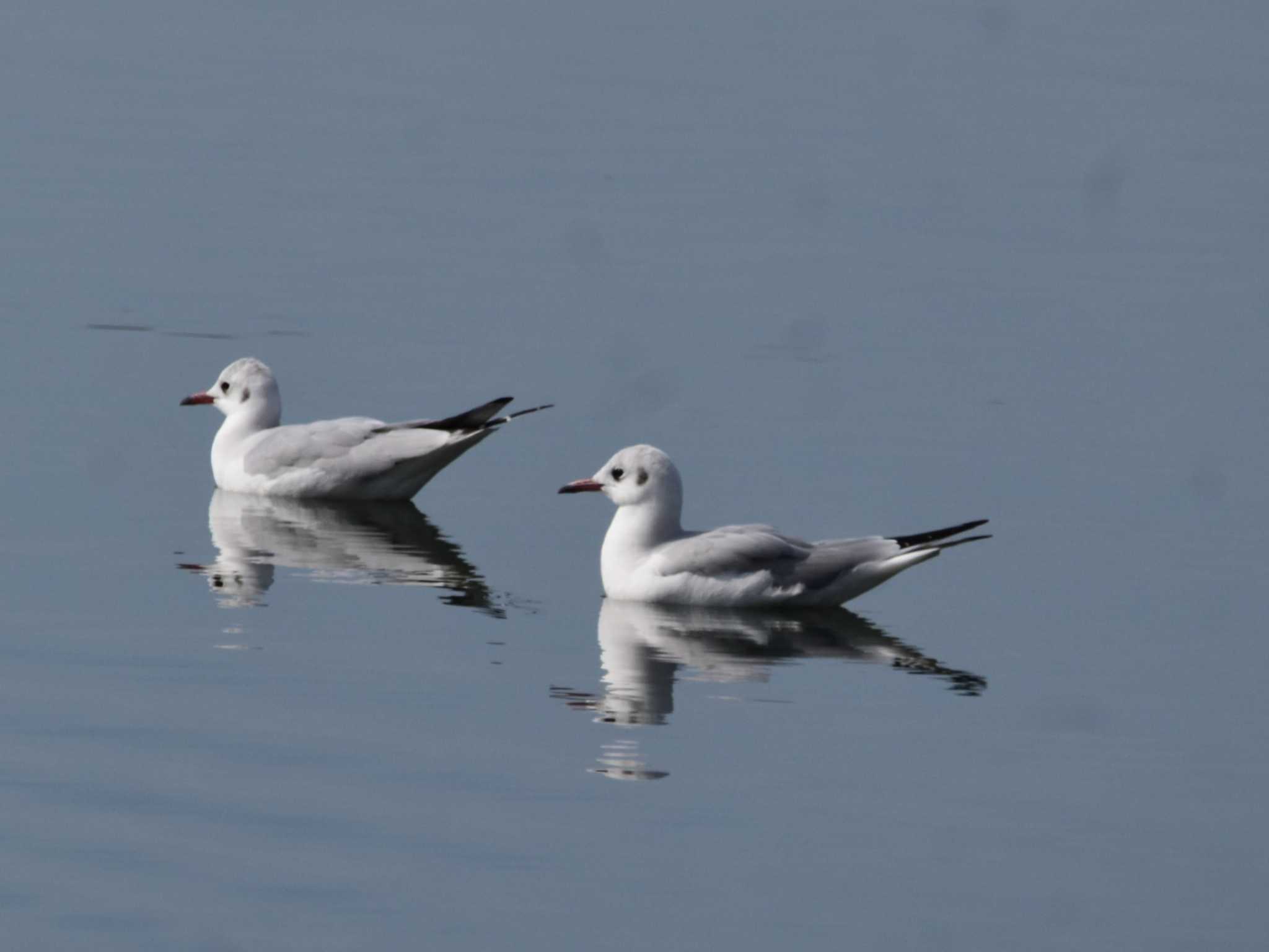 Black-headed Gull