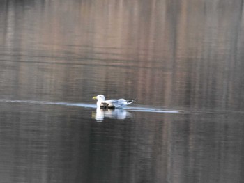 Vega Gull 彩湖 Tue, 2/20/2024