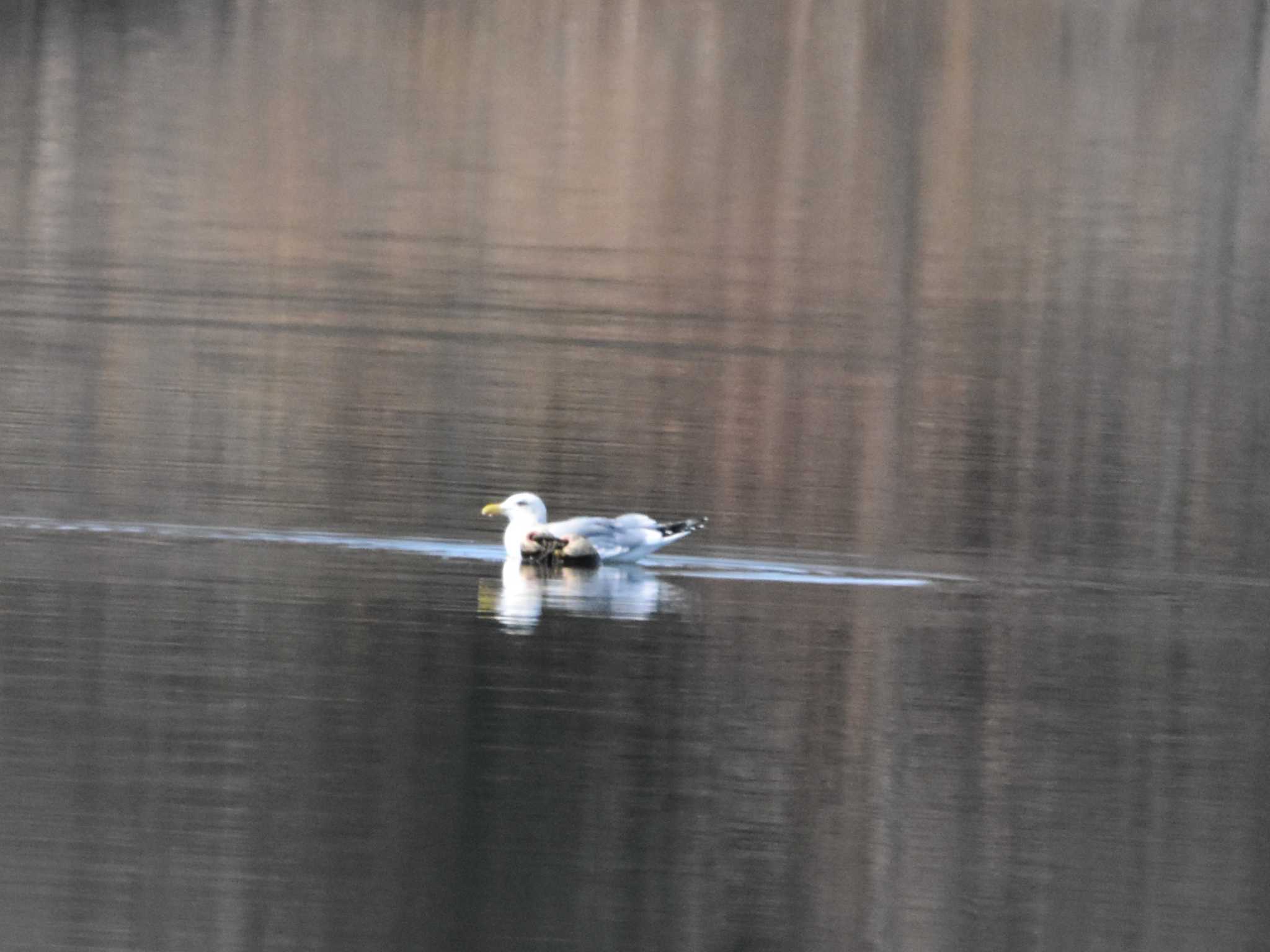 Vega Gull