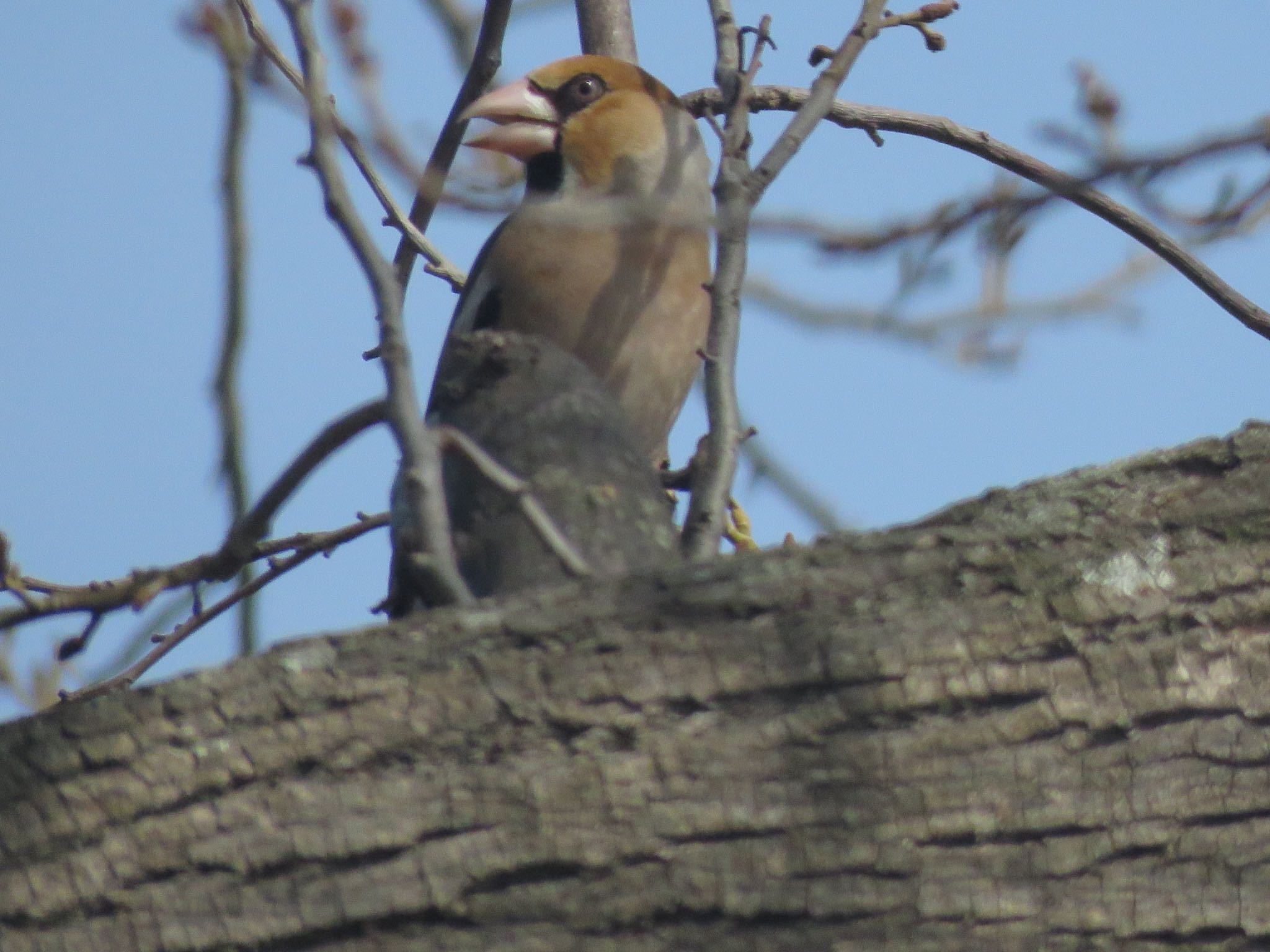 Photo of Hawfinch at ふれあい松戸川 by me.tdkr♪