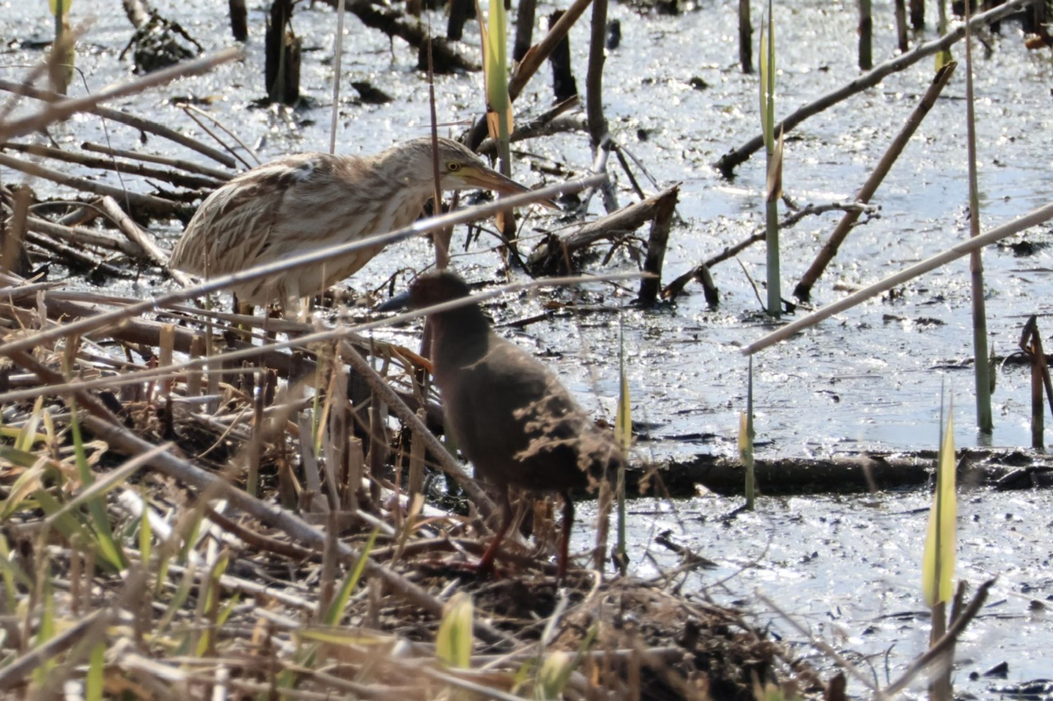 Yellow Bittern