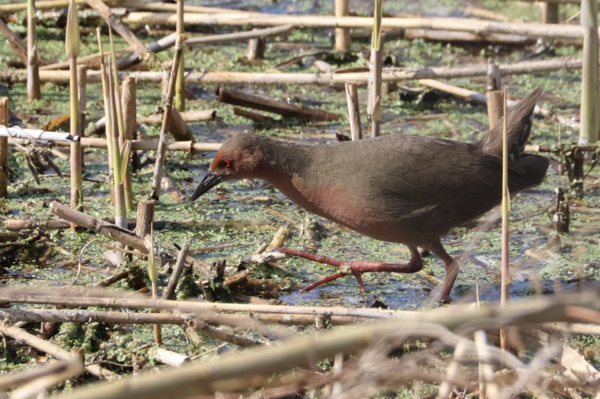 Ruddy-breasted Crake