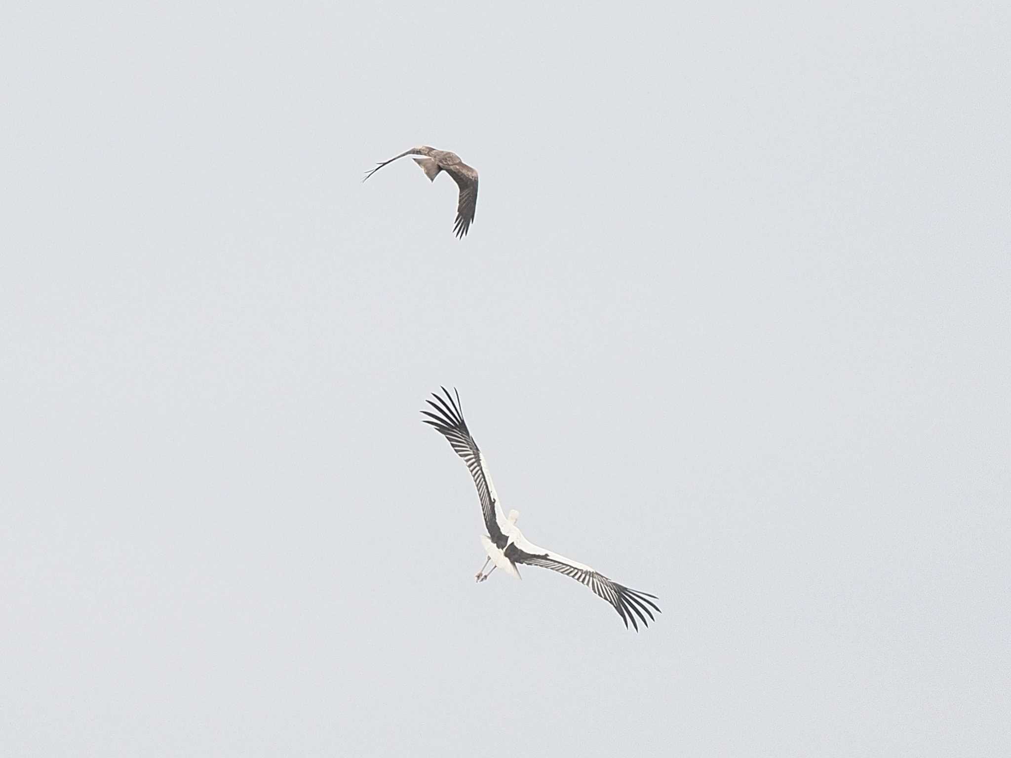 Oriental Stork