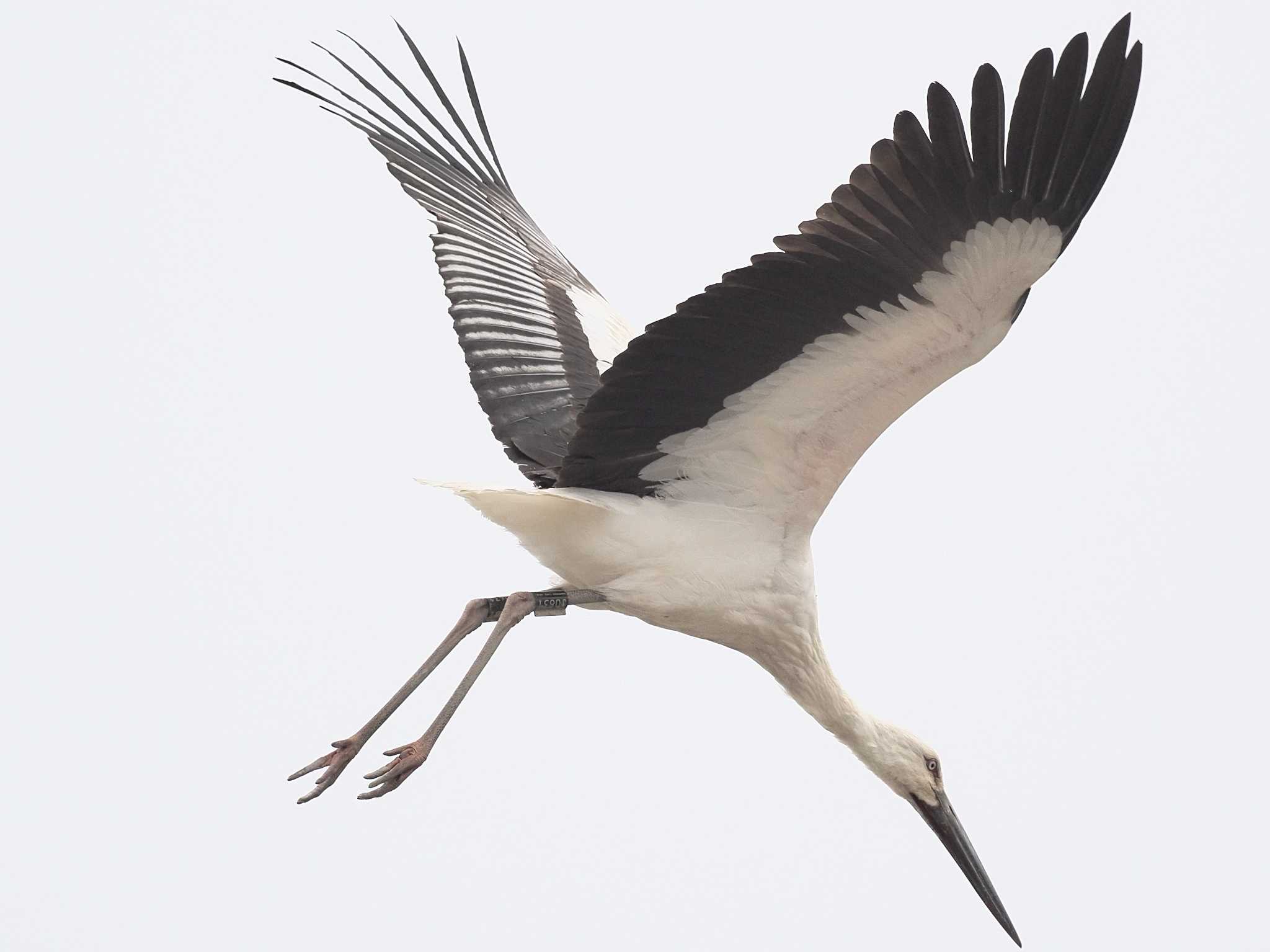 Oriental Stork