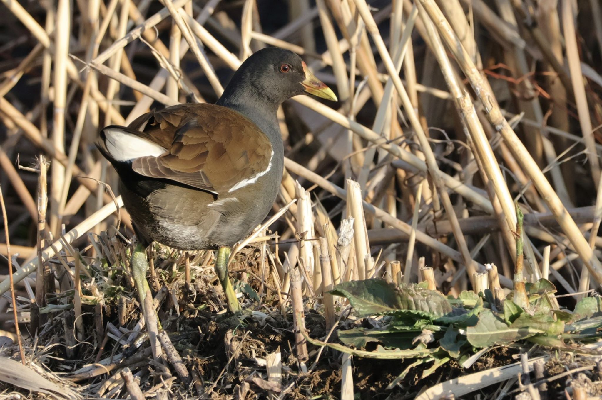 Common Moorhen