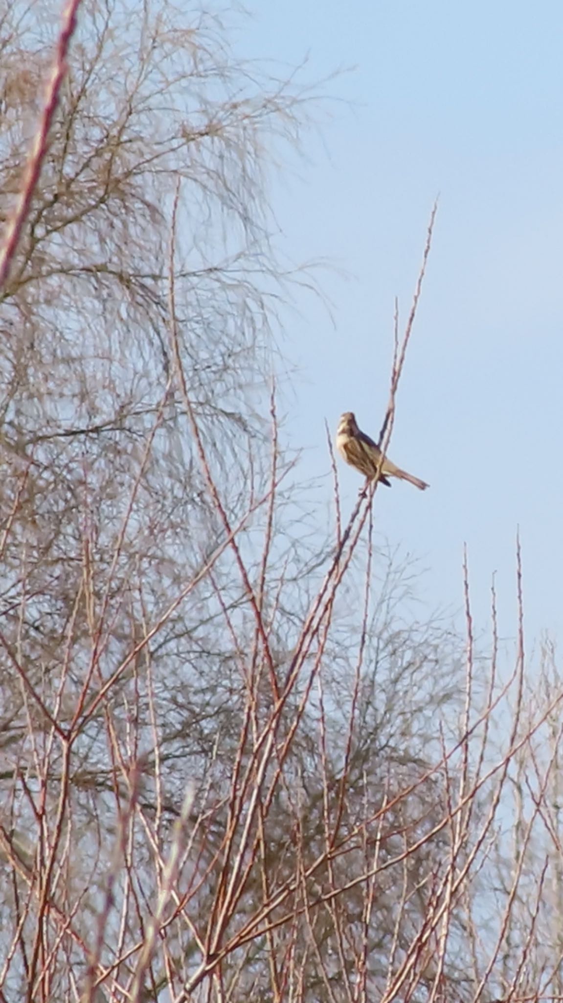 Photo of Pallas's Reed Bunting at 多摩川河川敷 by takapom