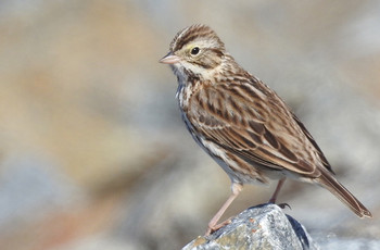 サバンナシトド Bolsa Chica Ecological Reserve 2018年3月24日(土)