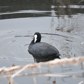 オオバン 平戸永谷川(横浜市) 2024年2月20日(火)