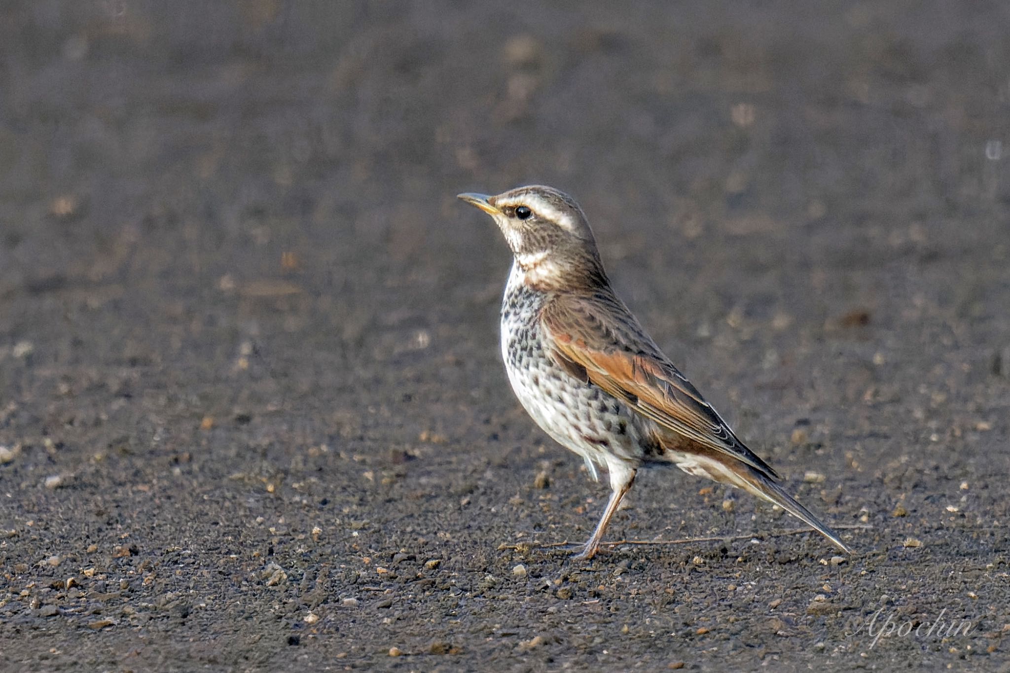 Photo of Dusky Thrush at Shin-yokohama Park by アポちん