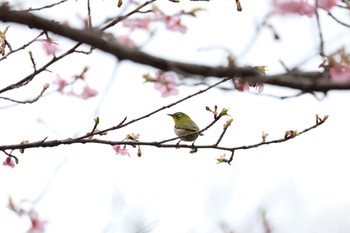 Warbling White-eye 善福寺公園 Sun, 2/18/2024