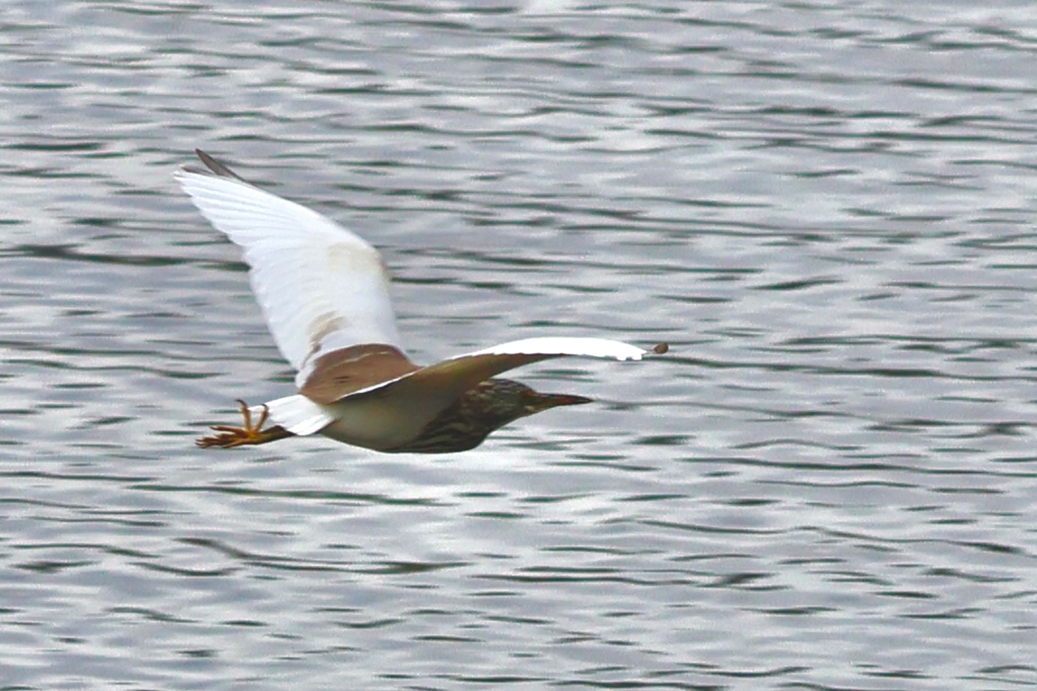 Photo of Chinese Pond Heron at Teganuma by カバ山PE太郎