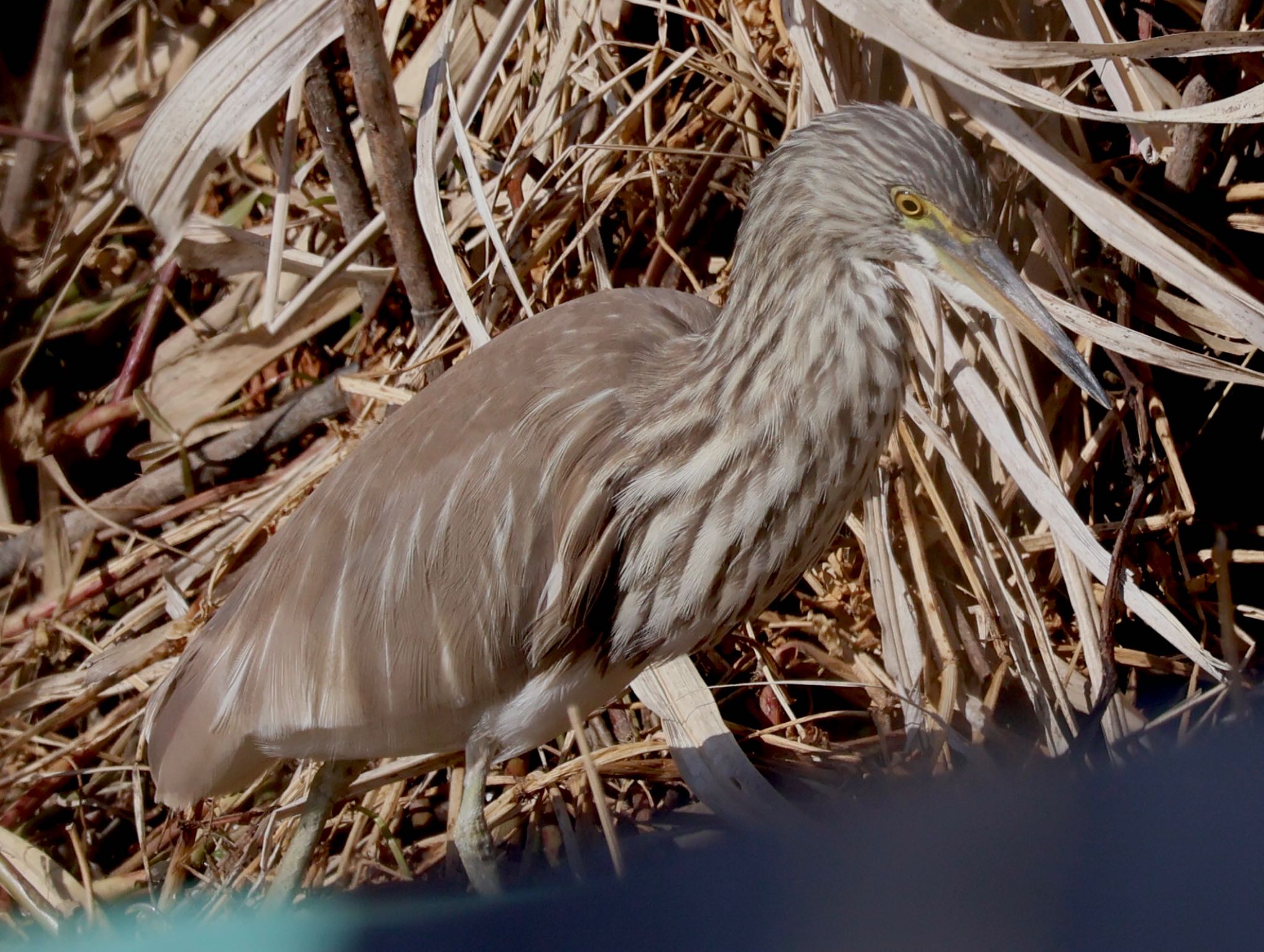 Chinese Pond Heron