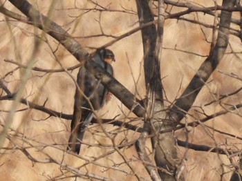 Eurasian Sparrowhawk 芝川第一調節池(芝川貯水池) Sun, 2/18/2024