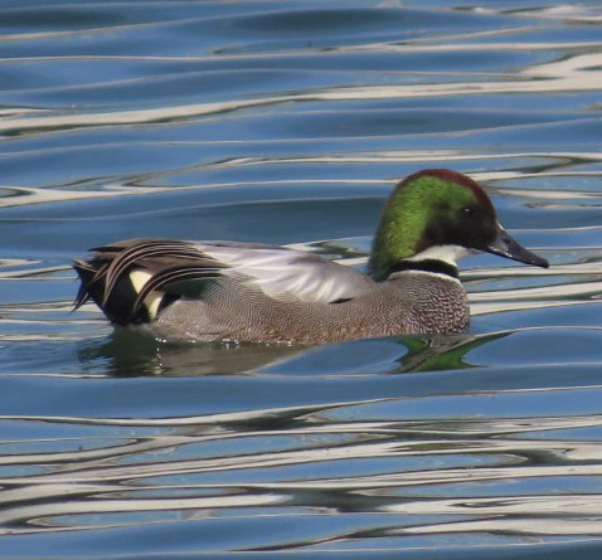 Photo of Falcated Duck at 相模大堰 by 生き物好きのY