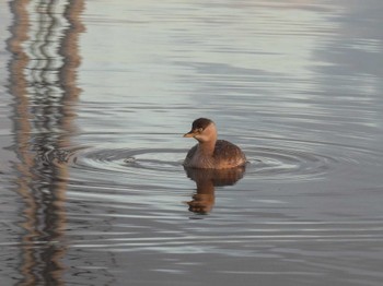 Little Grebe 芝川第一調節池(芝川貯水池) Sun, 2/18/2024